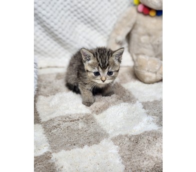 브리티쉬숏헤어 분양합니다