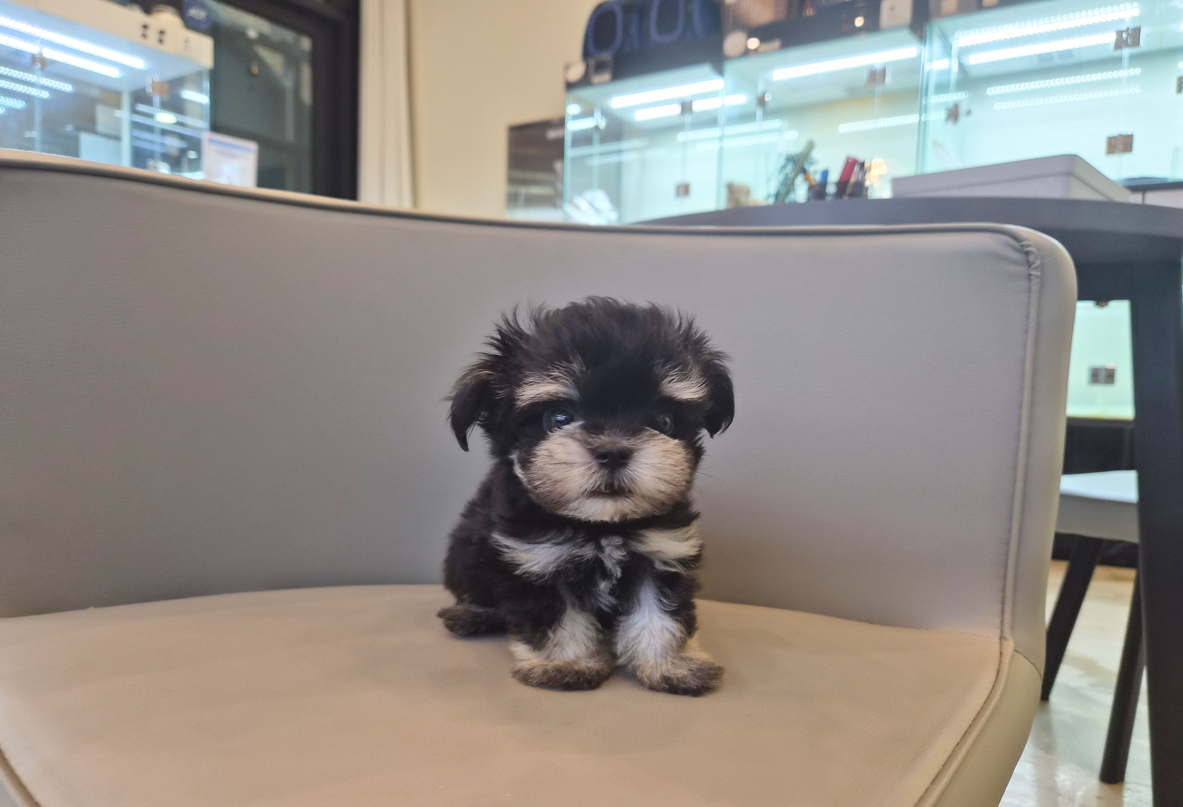 말티슈 분양합니다