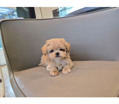 말티푸 분양합니다