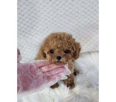 푸들 분양합니다