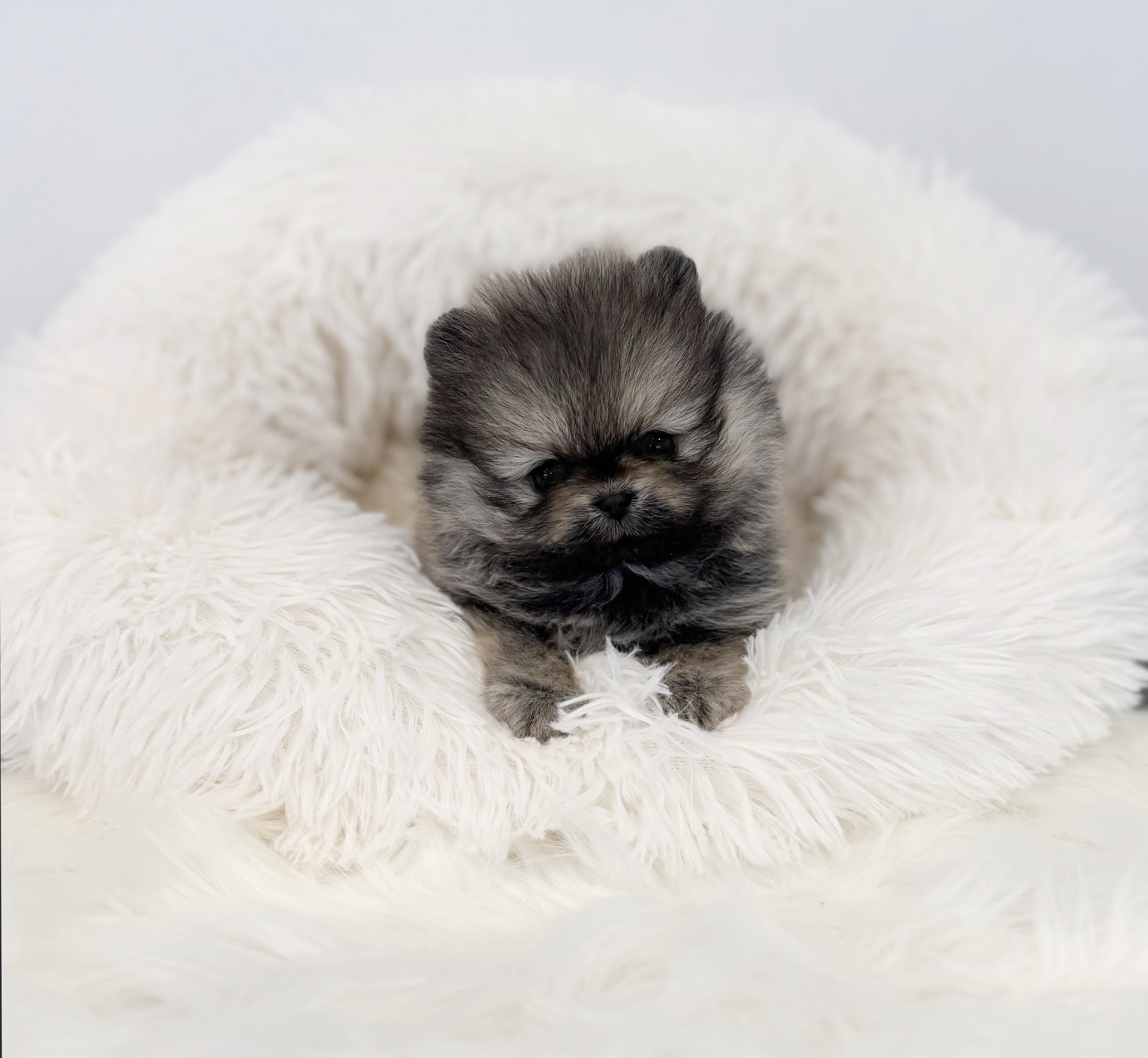 포메라니안 분양합니다