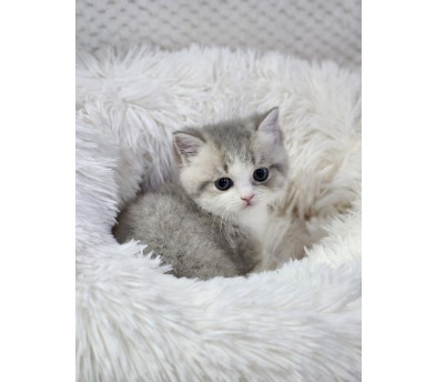 먼치킨 분양합니다