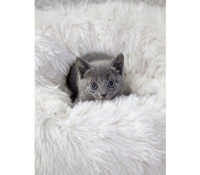 러시안블루 분양합니다