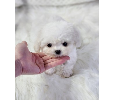 미니비숑 분양합니다