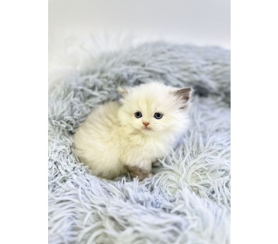 먼치킨 분양합니다