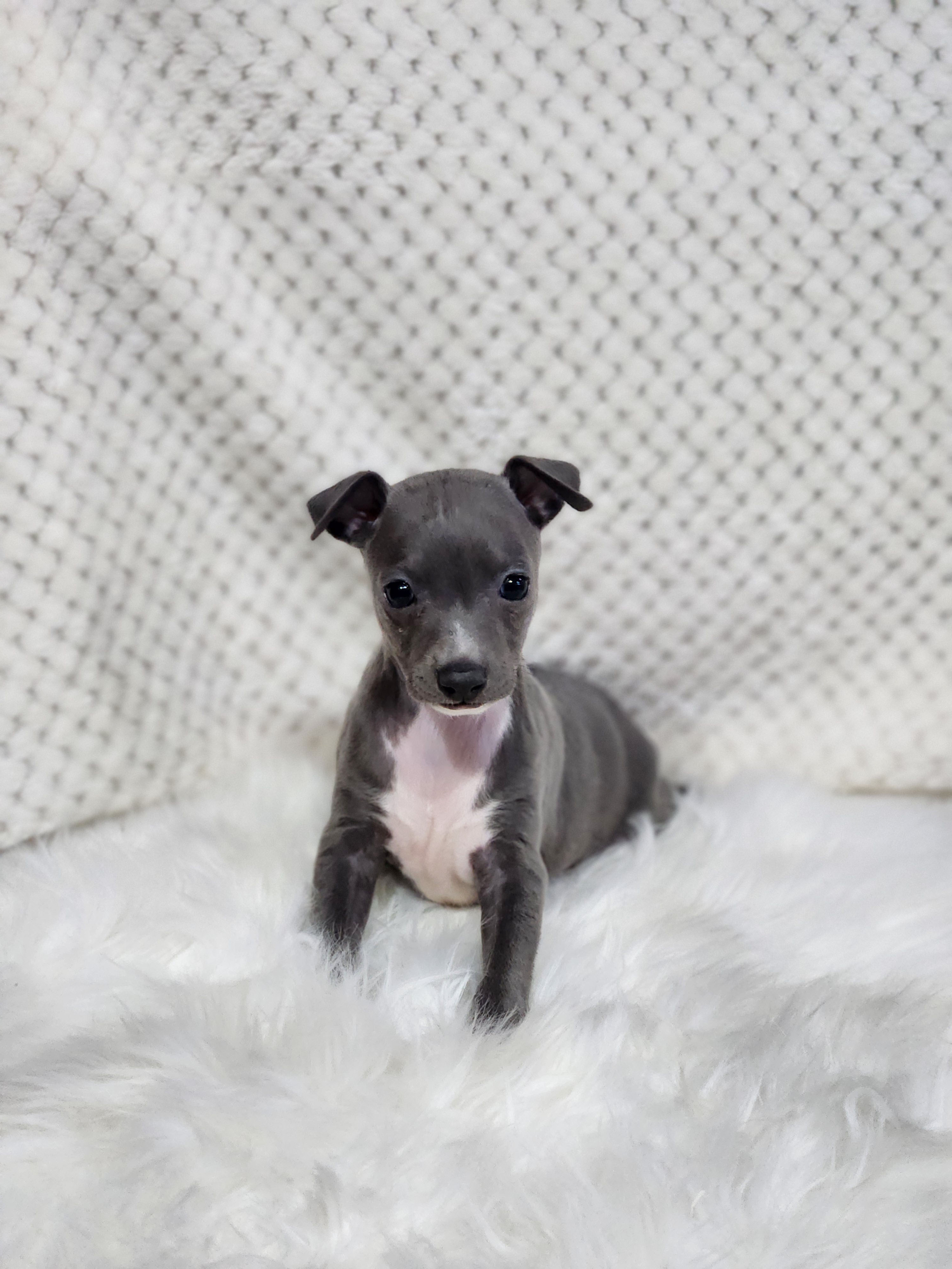 이탈리안그레이하운드 분양합니다!