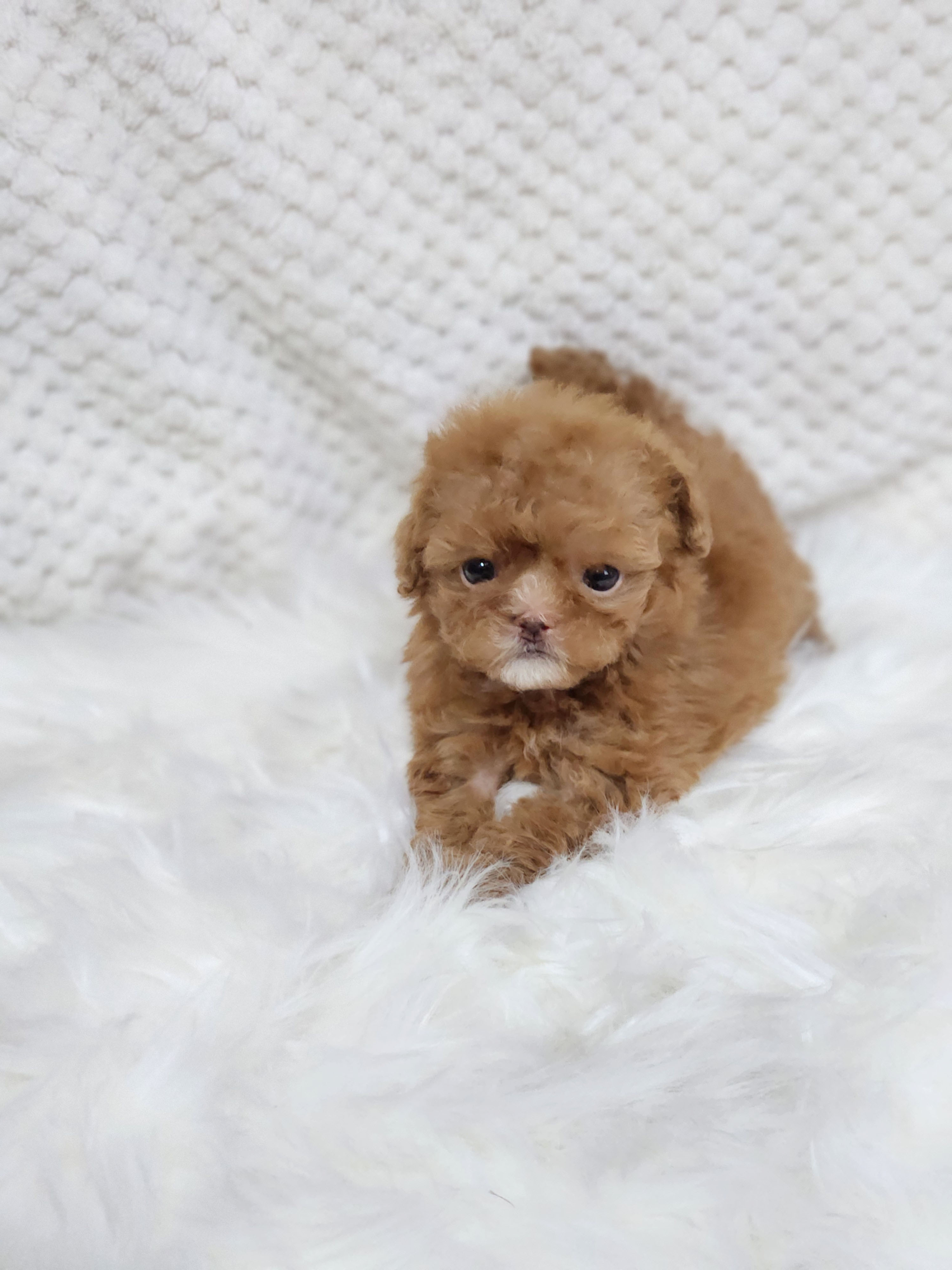 말티푸 분양합니다!